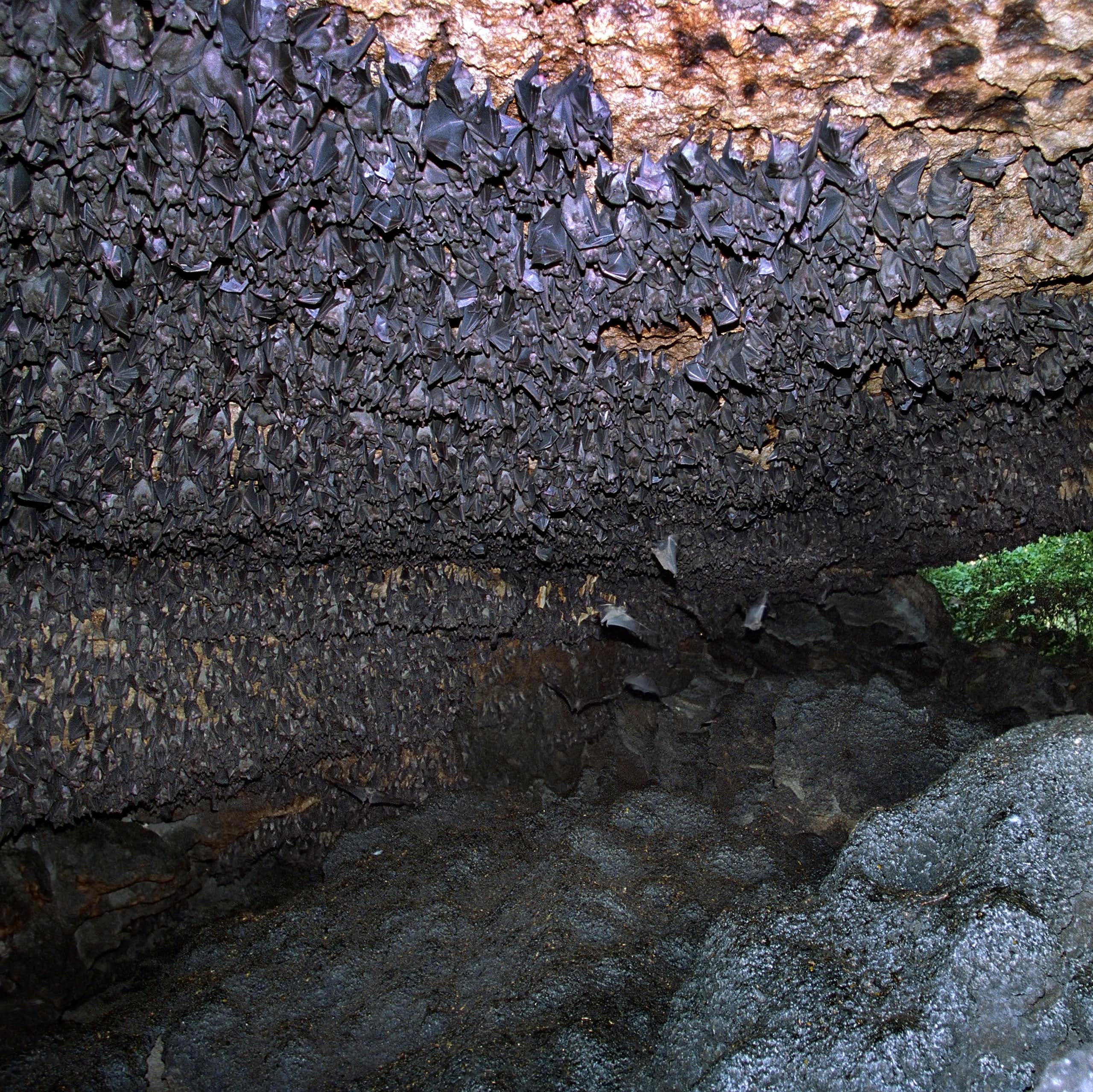A swarm of bats at the mouth of a stone cave.