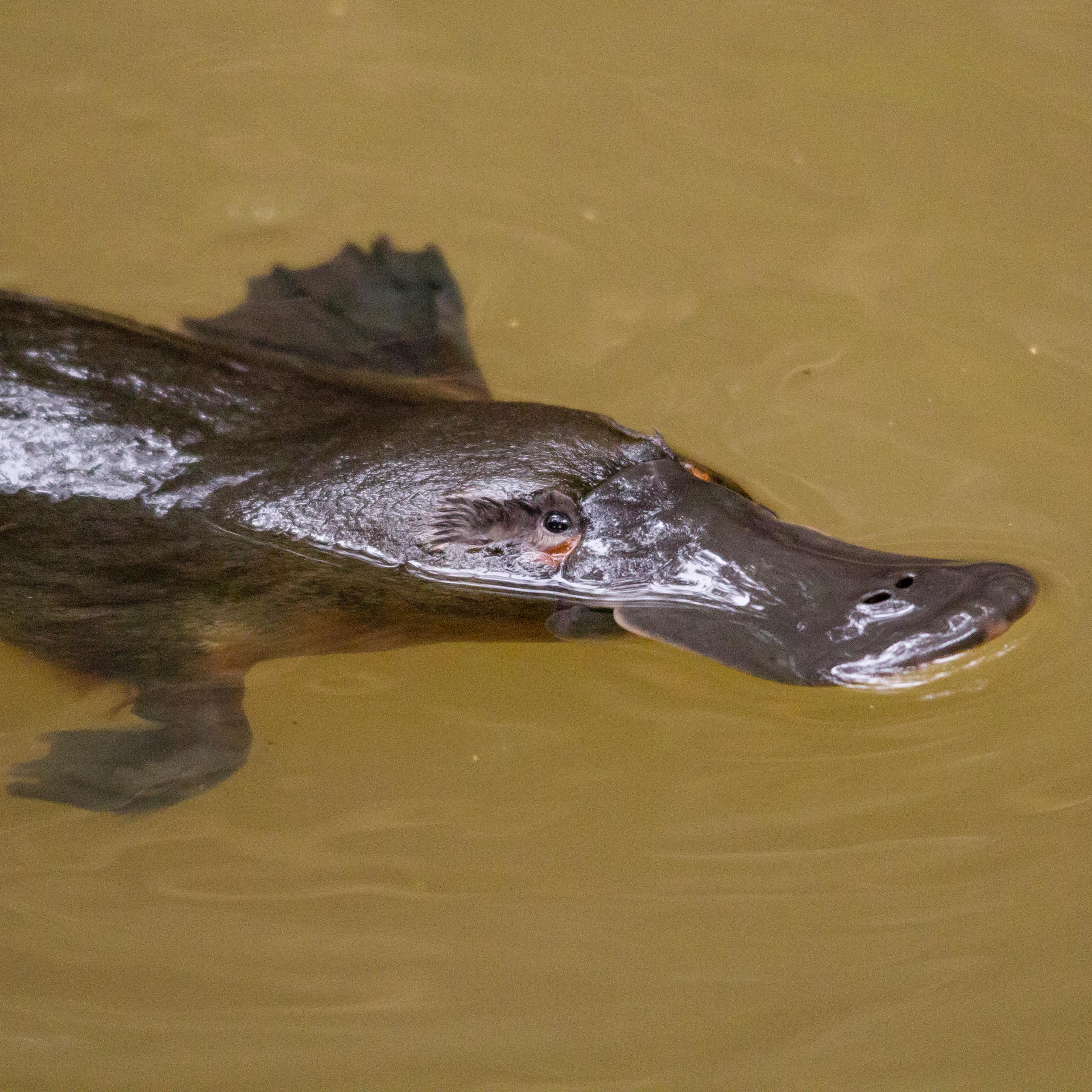 Ornitorrinco nadando com os olhos acima de uma água barrenta 