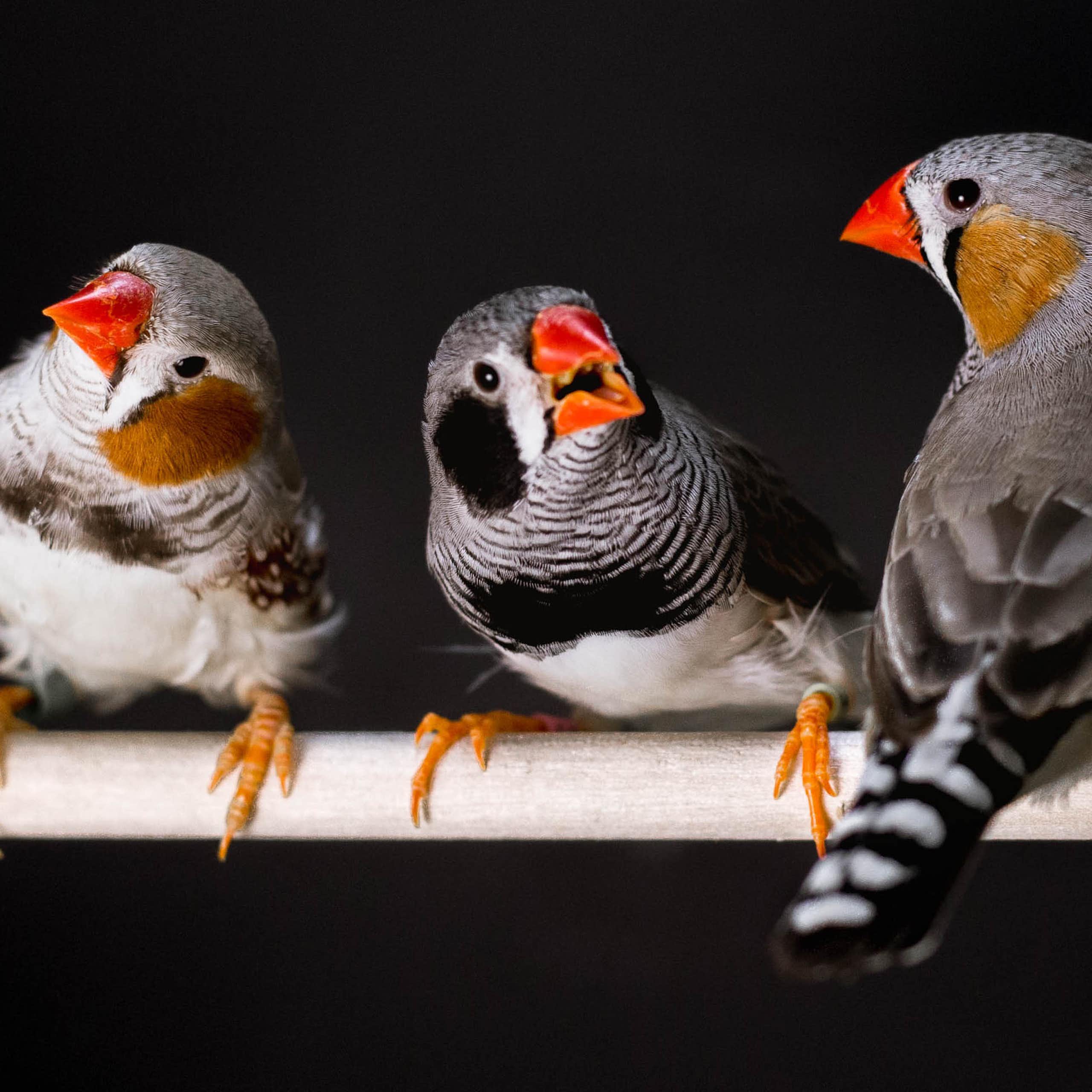 three birds perched on a rod cocking their heads in different directions