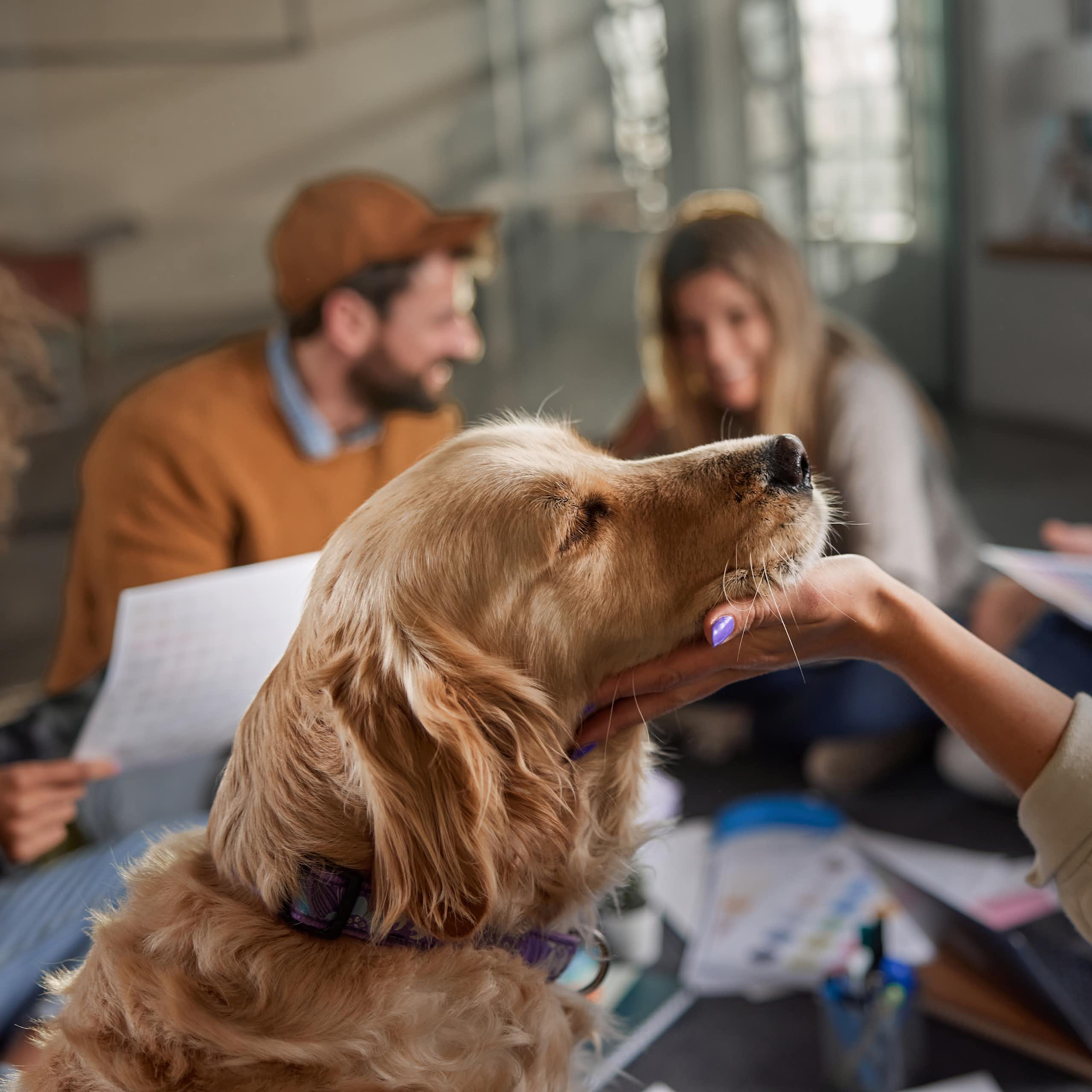 Golden retriever seen with team on a casual meeting
