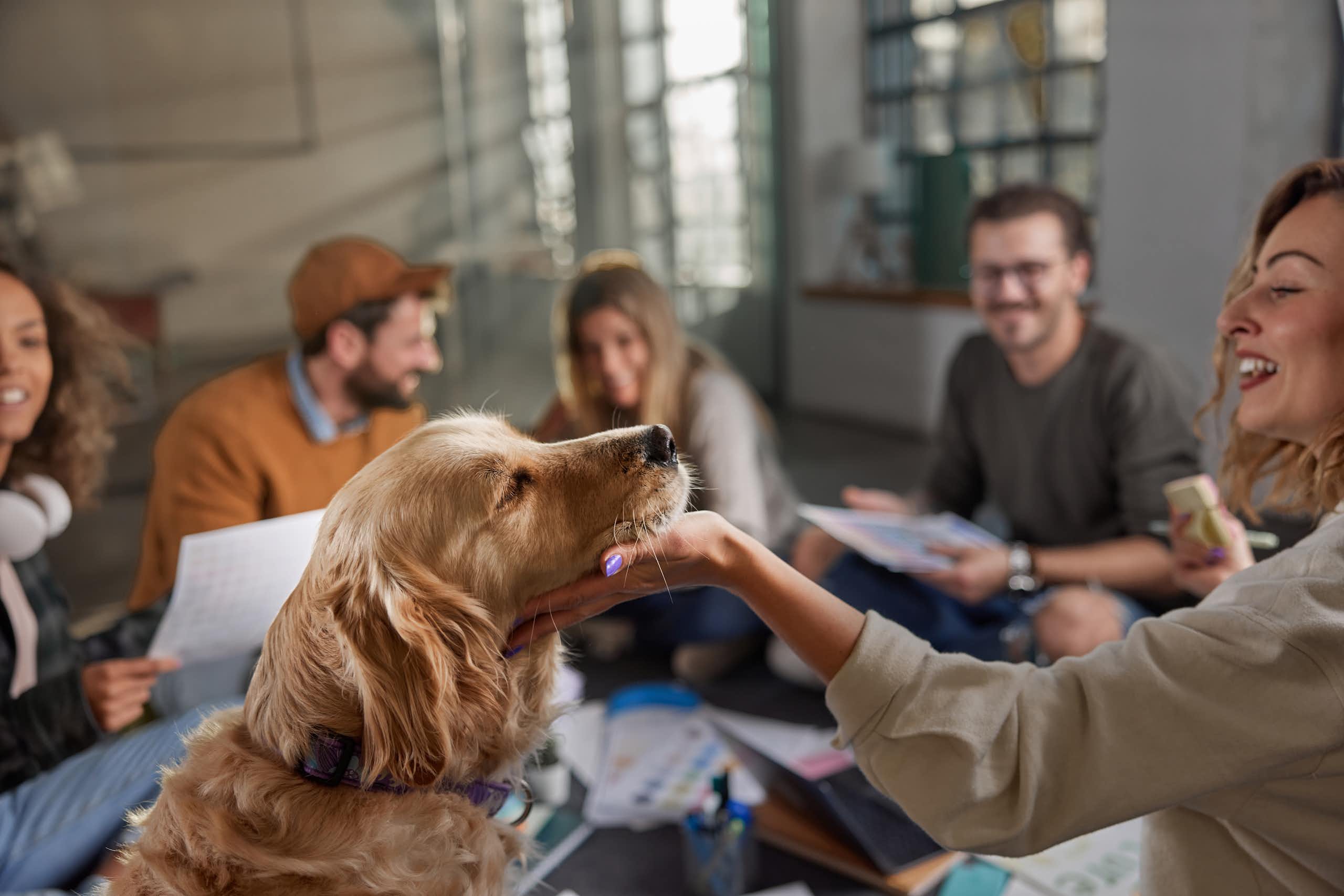 Golden retriever seen with team on a casual meeting