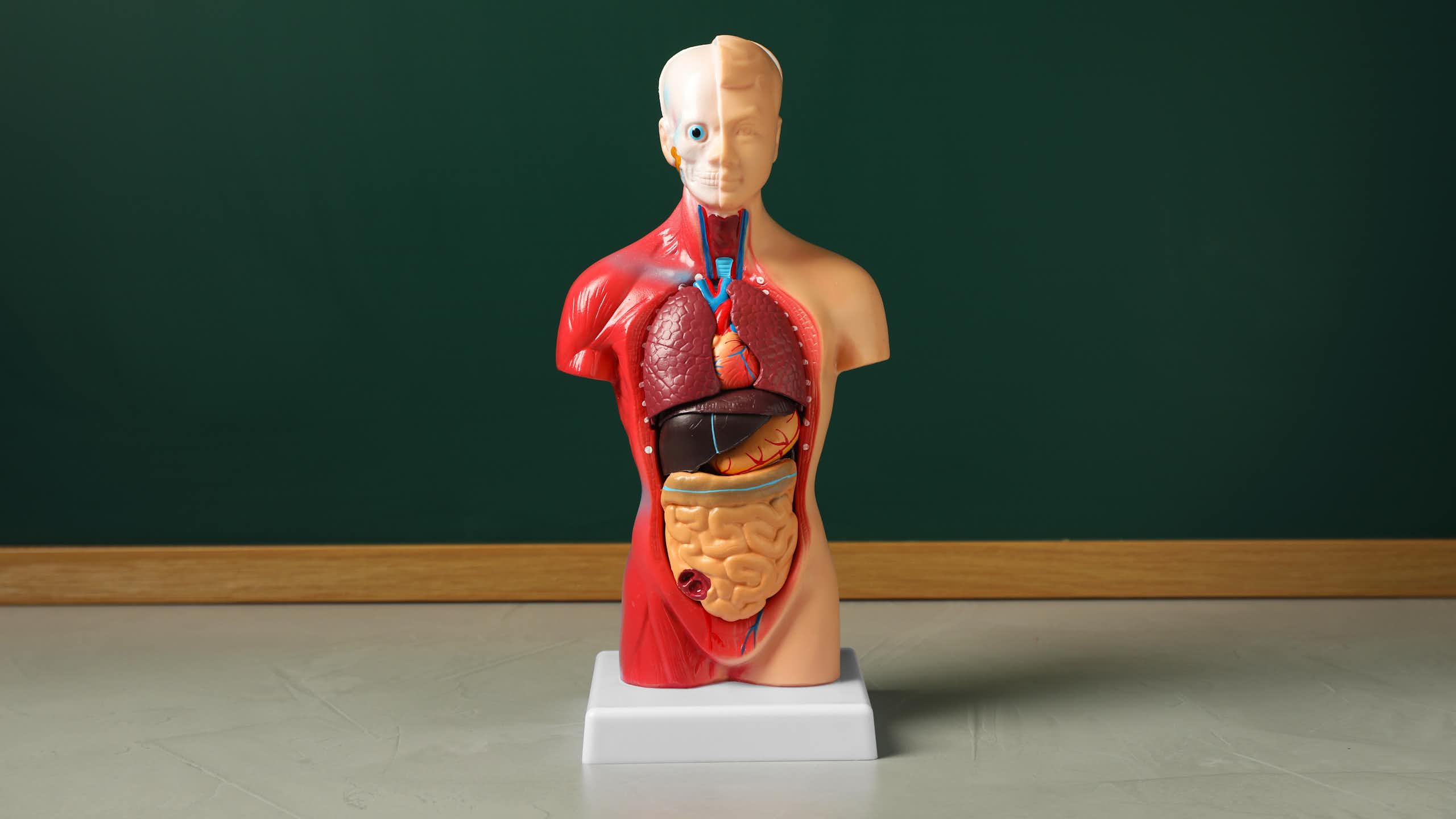 An anatomical figure.