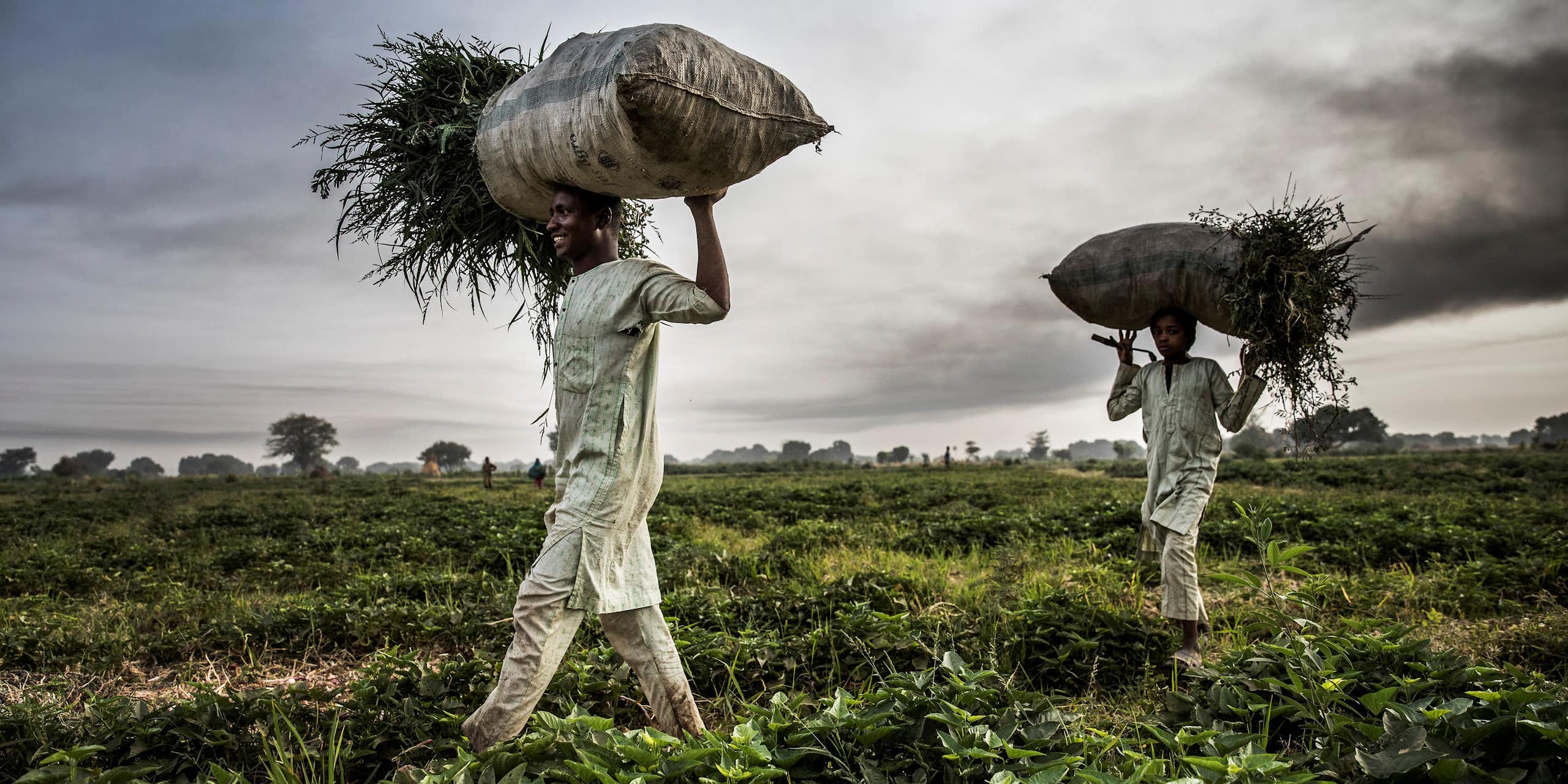 A man and a boy in a field, carrying loads of plant material on their heads