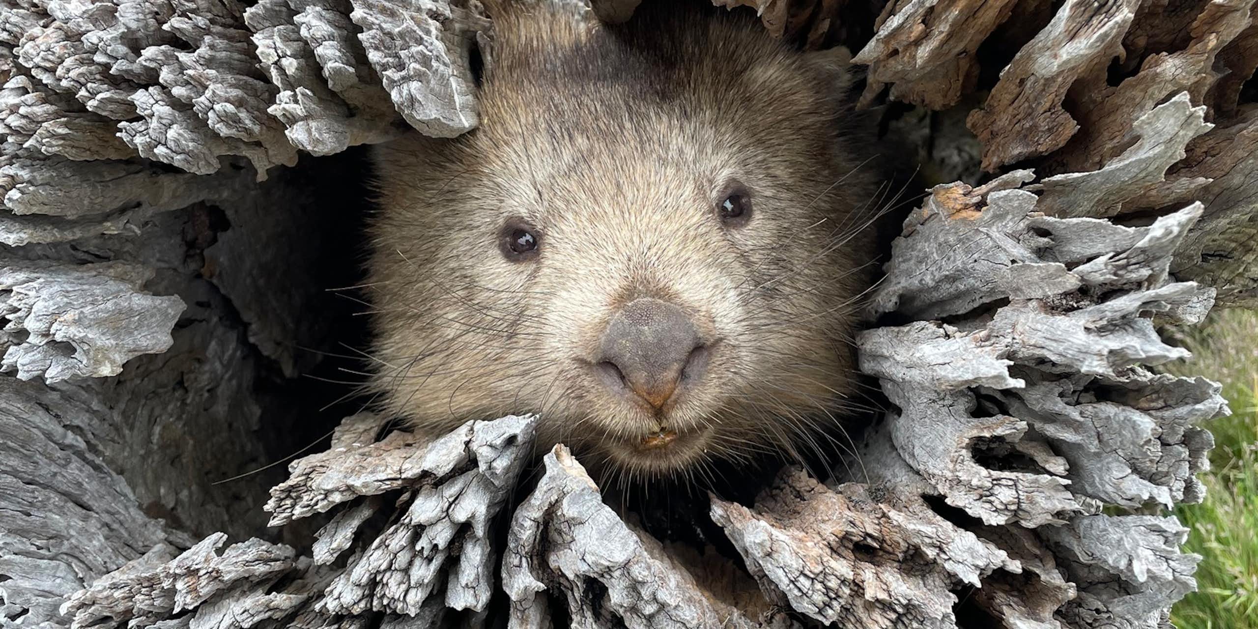 A wombat in a tree hollow.