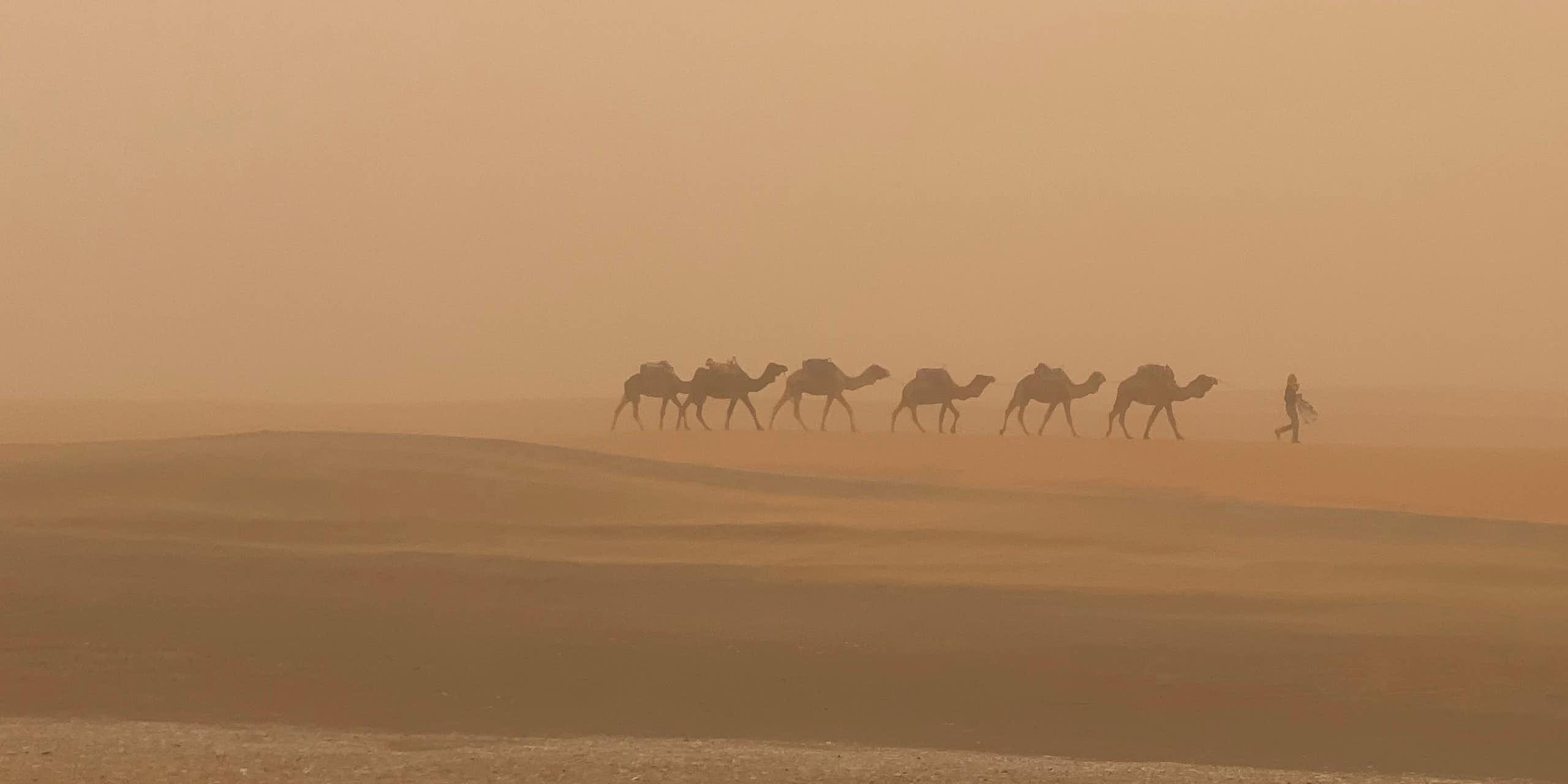 camels walk through dust storm in Sahara 
