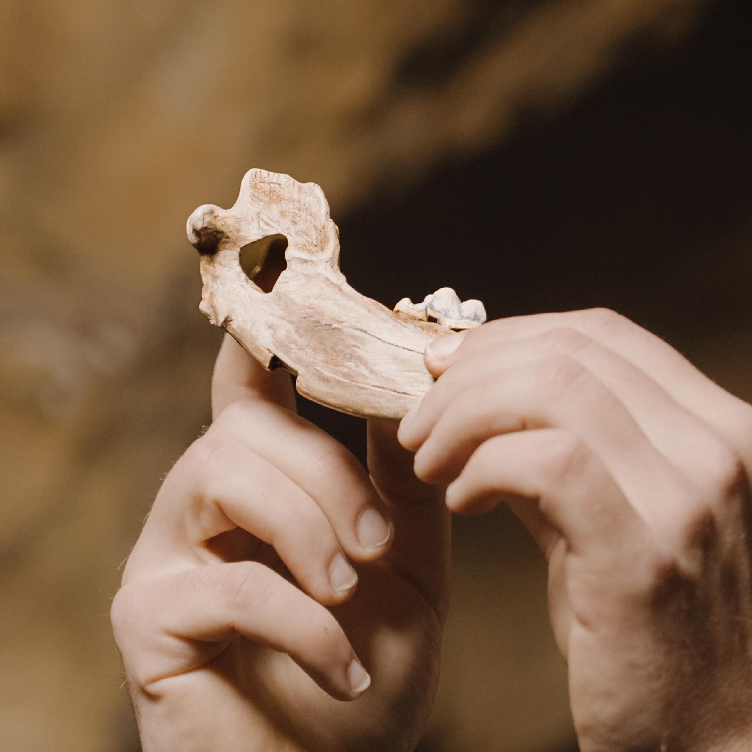 Human hands holding an pointed jawbone. 