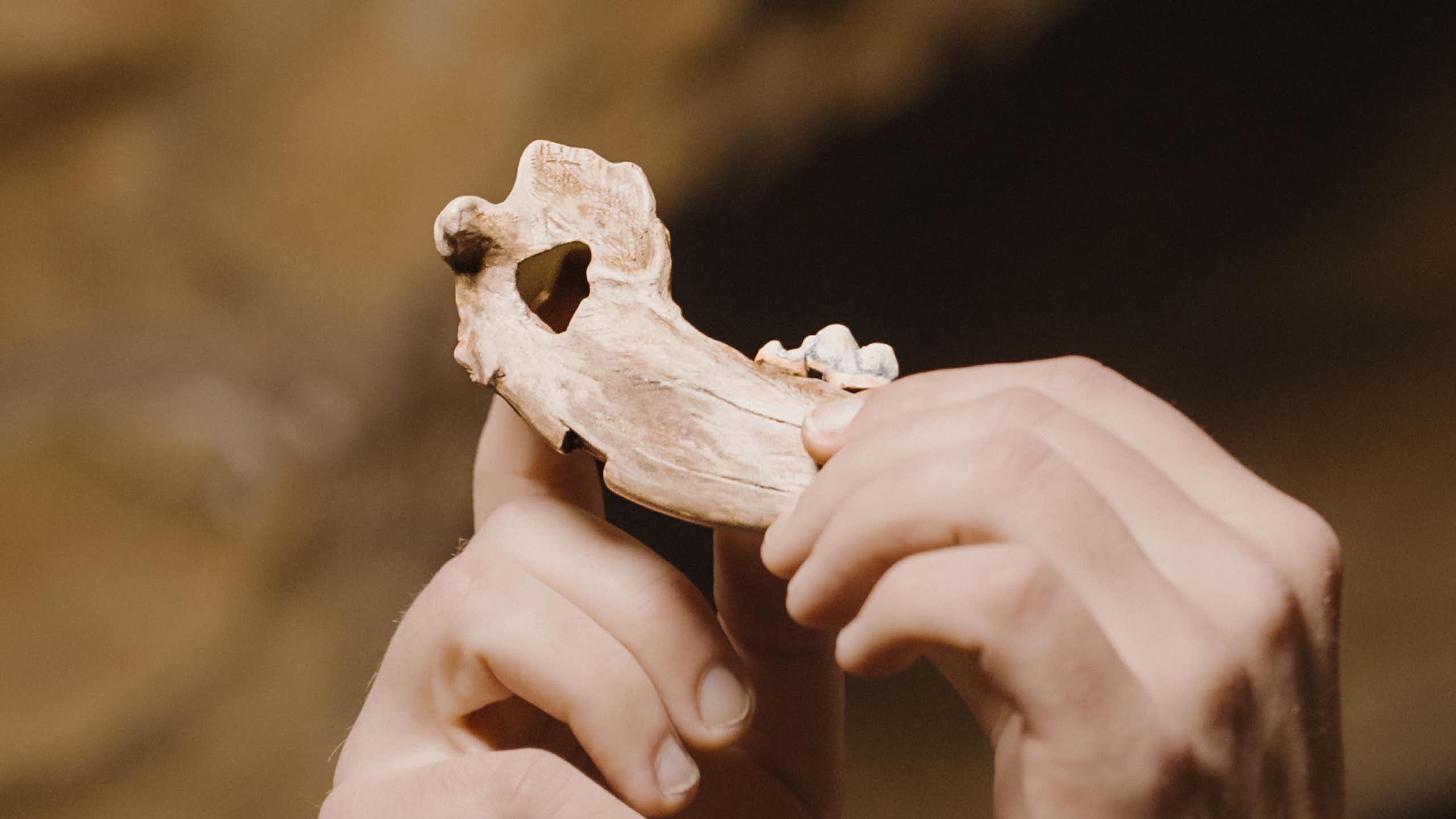 Human hands holding an pointed jawbone. 