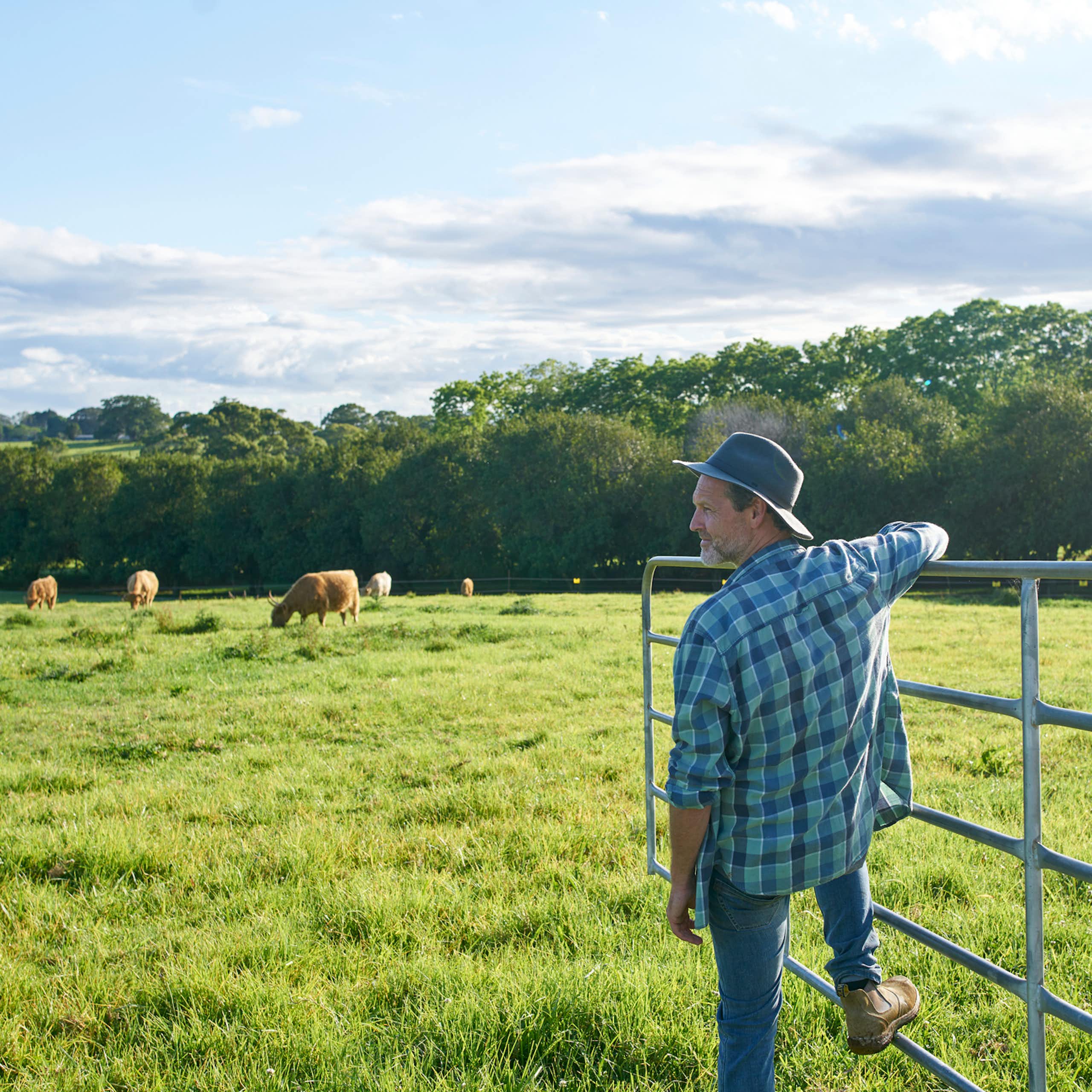 A male farmer holds onto a farm gate while looking out onto a paddock.