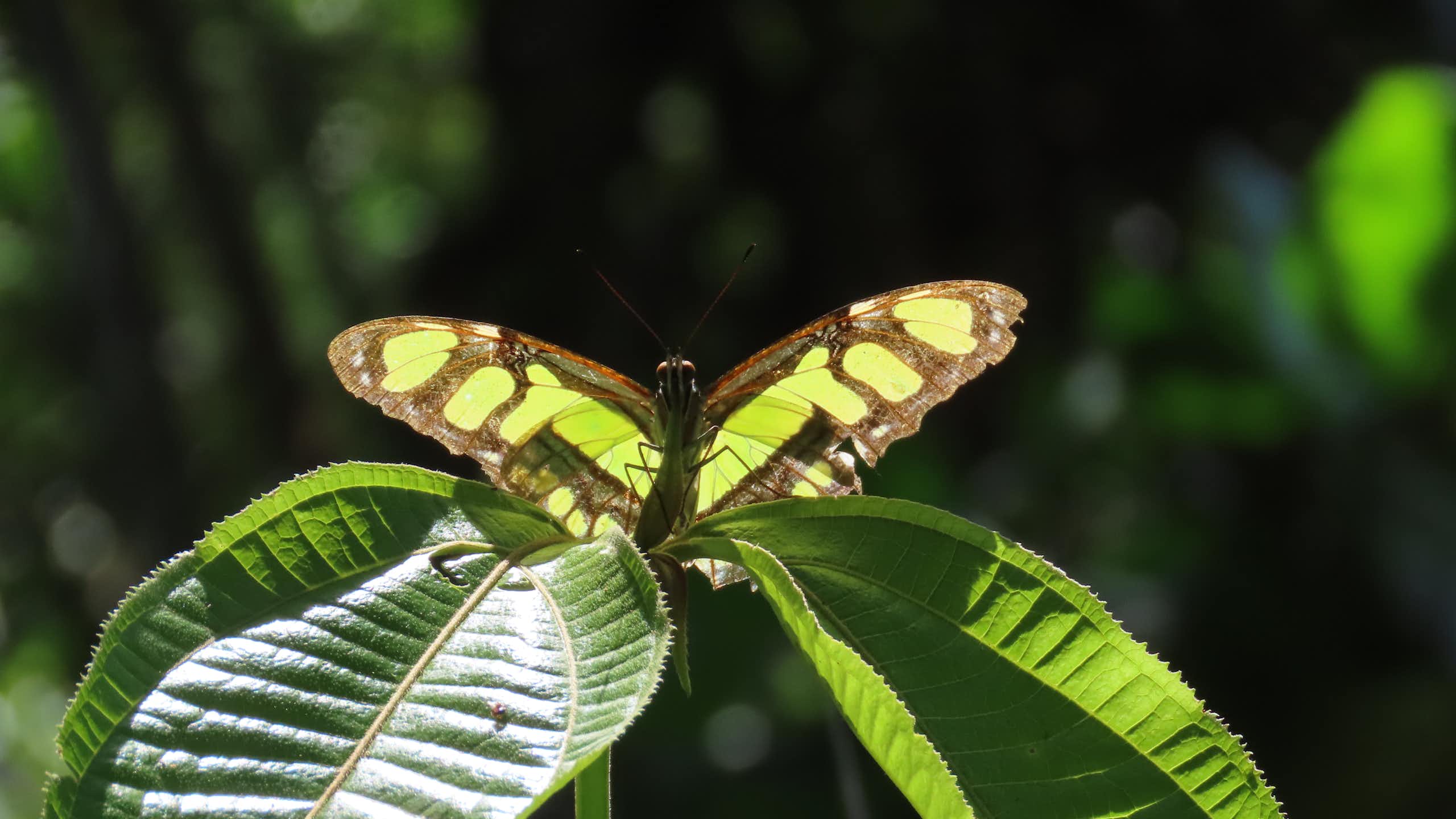 Green butterfly on green leaves