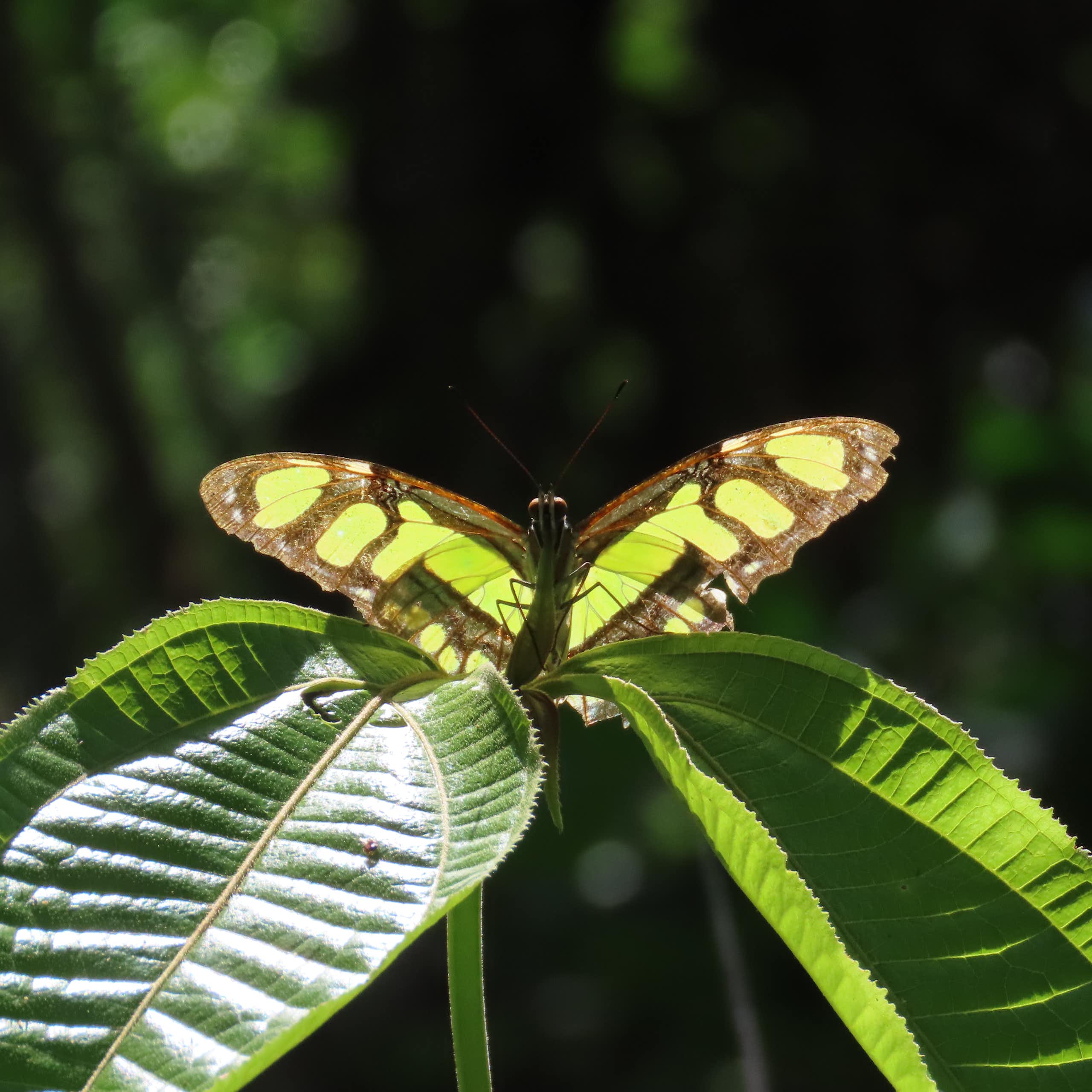 Green butterfly on green leaves