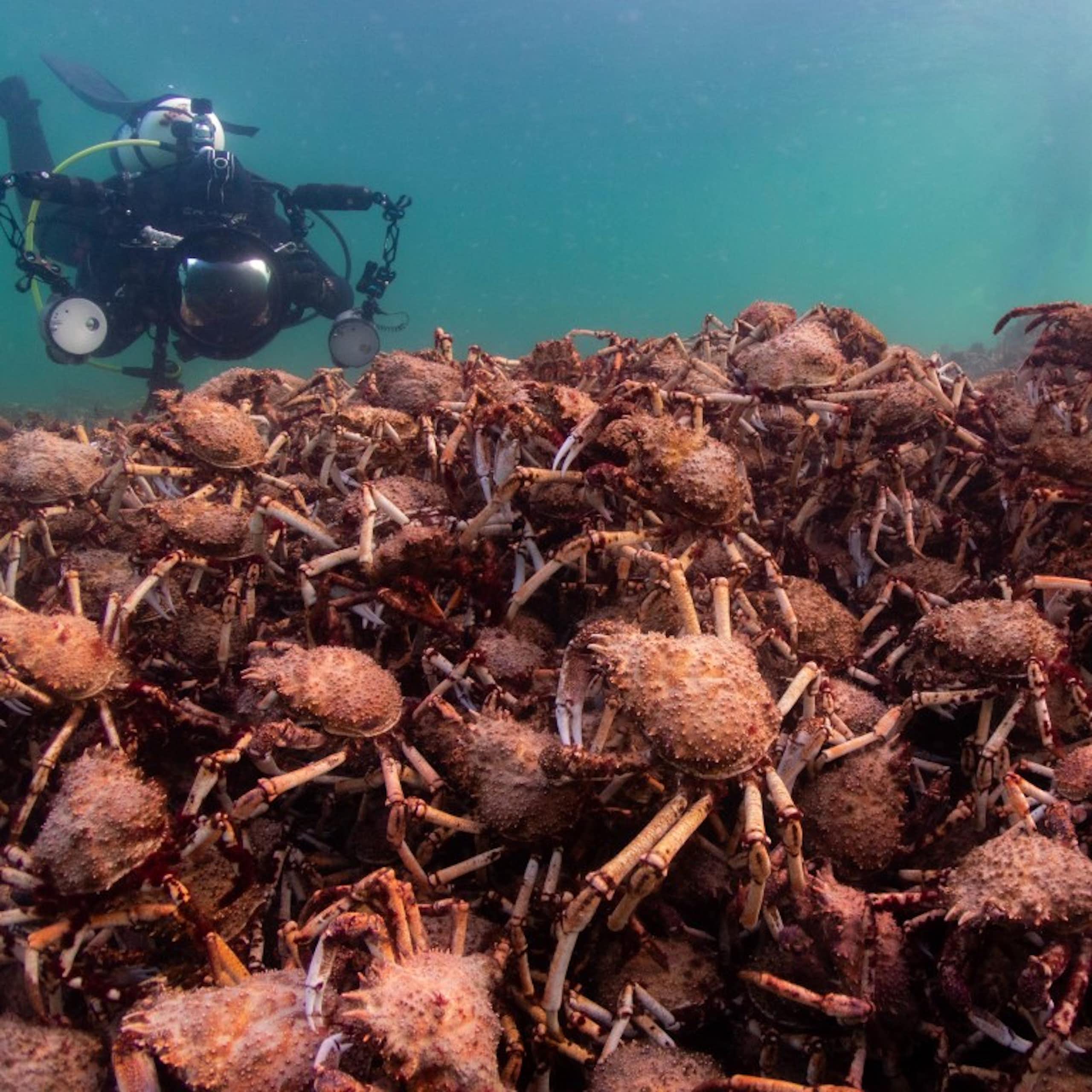 A diver hovers over a pile of giant spider crabs