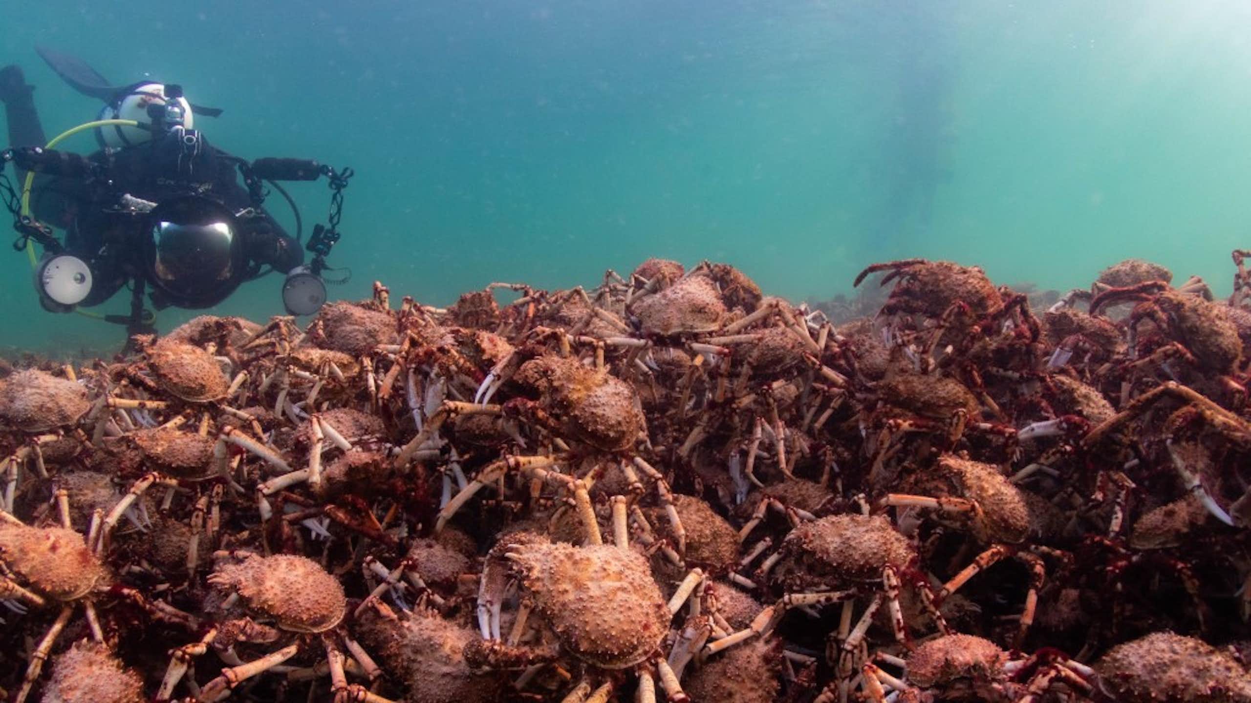 A diver hovers over a pile of giant spider crabs