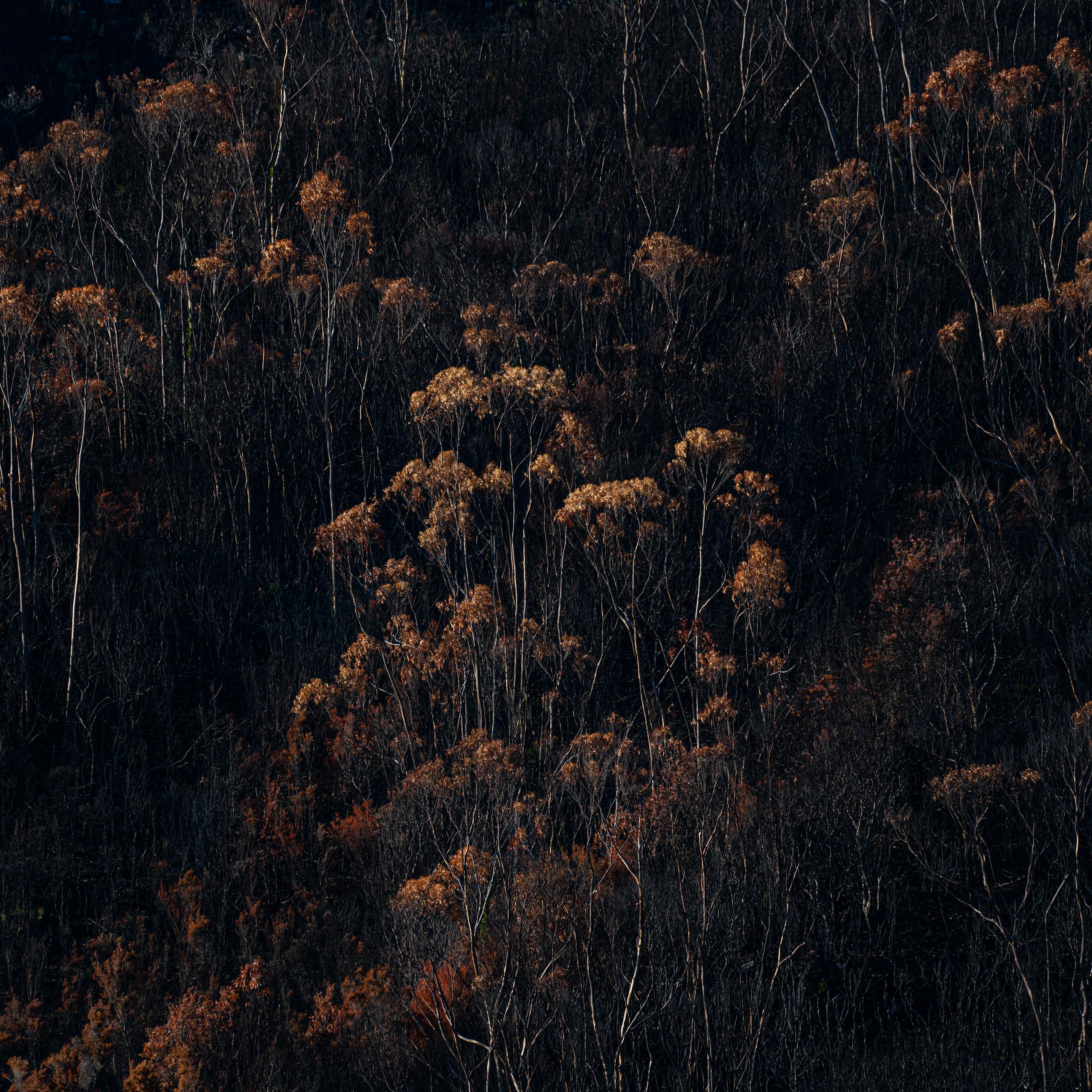 Tasmania forest after bushfire.