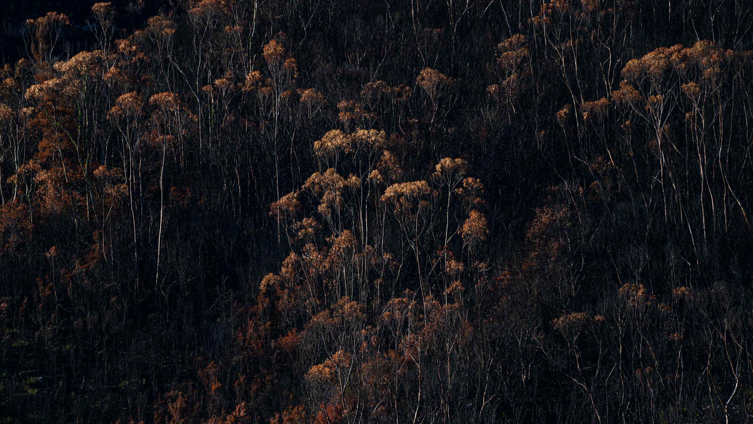 Tasmania forest after bushfire.