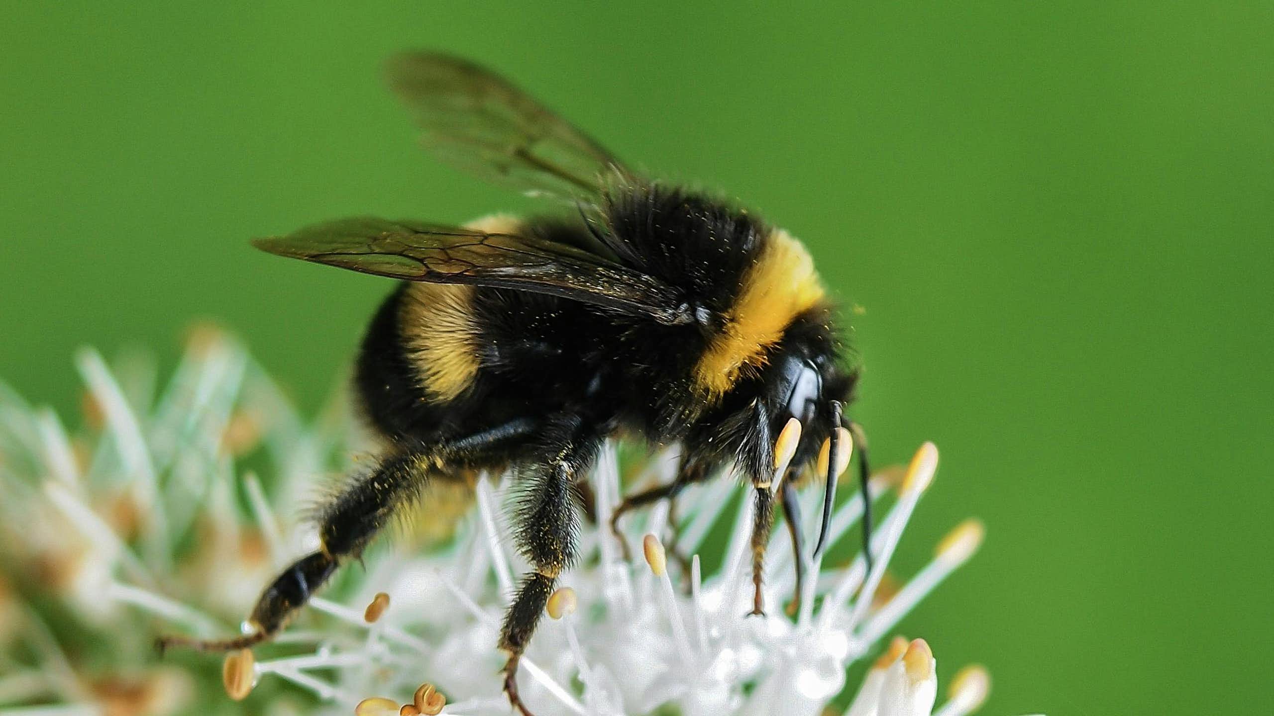 A black and yellow bee on a white and yellow flower. 