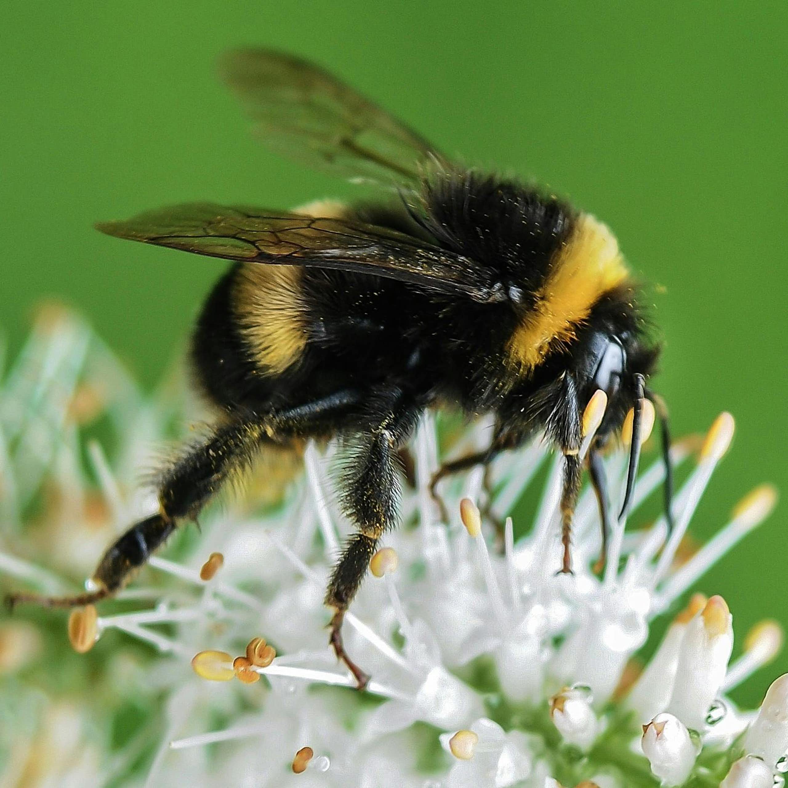 A black and yellow bee on a white and yellow flower. 