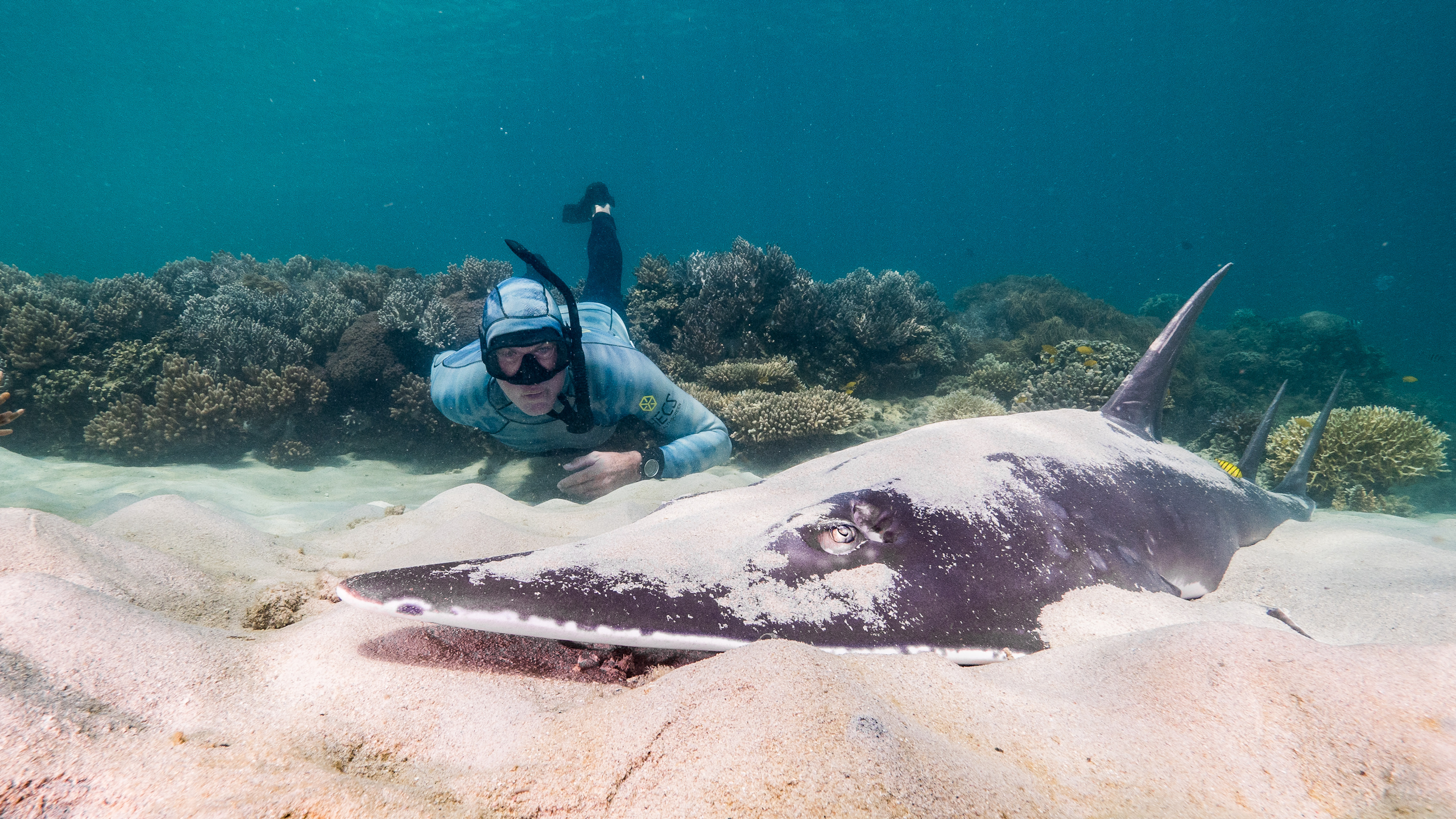 snorkeller watching shovel-nosed shark on ocean floor, coral in background.