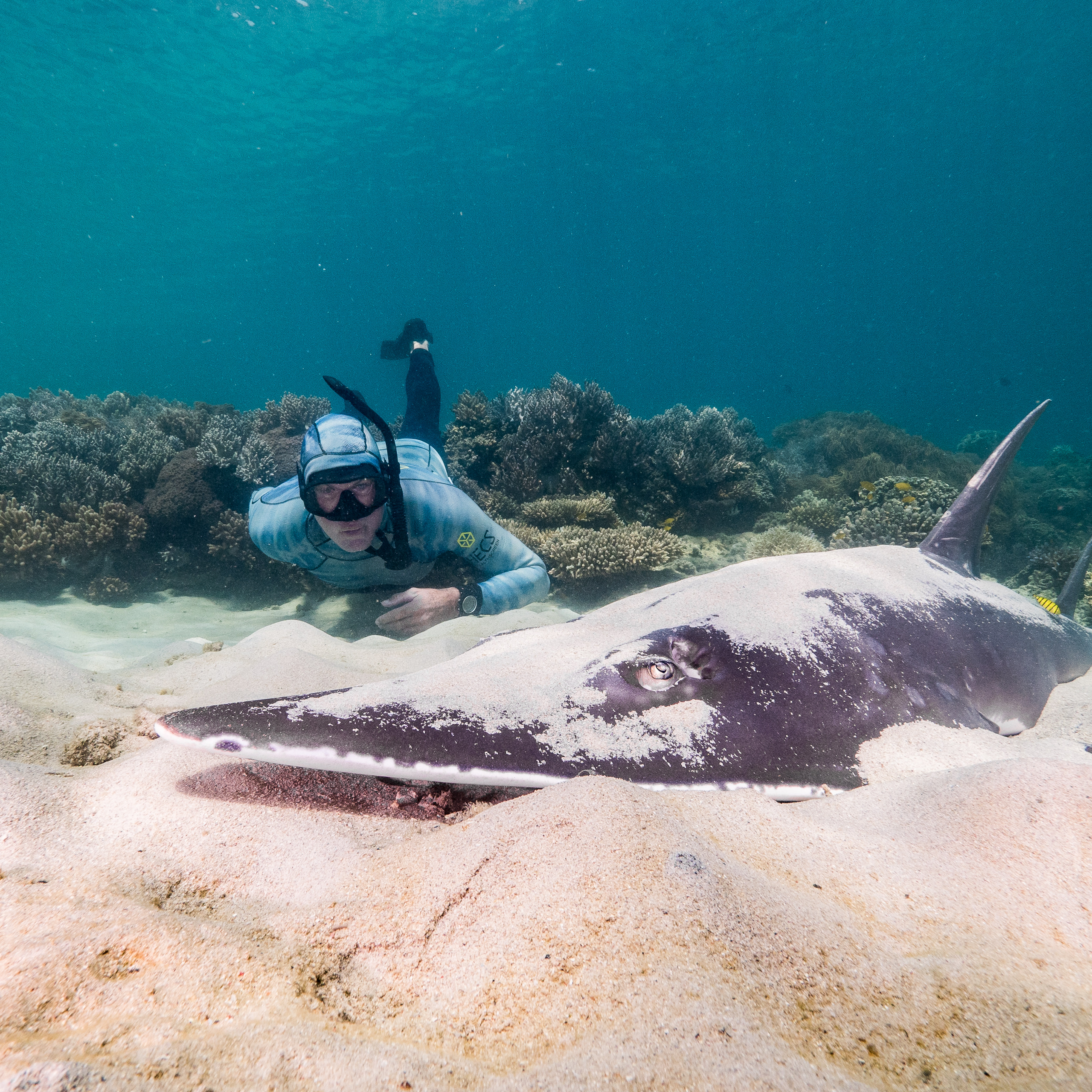 snorkeller watching shovel-nosed shark on ocean floor, coral in background.